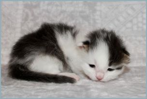 Male Siberian Kitten from Deedlebug Siberians